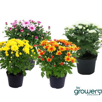 Chrysanthemum MINI MYSTIC MUMS