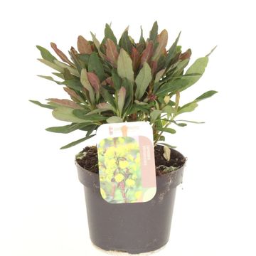 Euphorbia amygdaloides 'Purpurea'