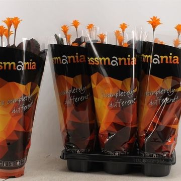 Calathea crocata 'Tassmania'