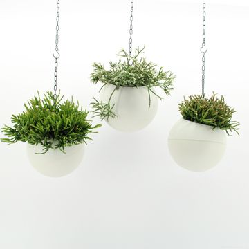 Ετοιμασίες Indoor Rhipsalis Mix