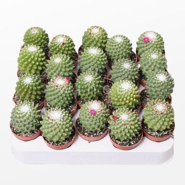 Mammillaria polythele 'Toluca'