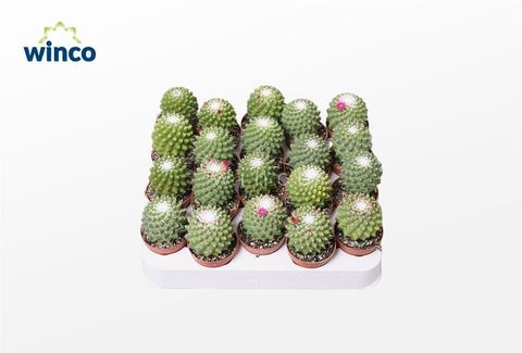 Mammillaria polythele 'Toluca'