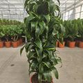 Dracaena fragrans 'Dorado'