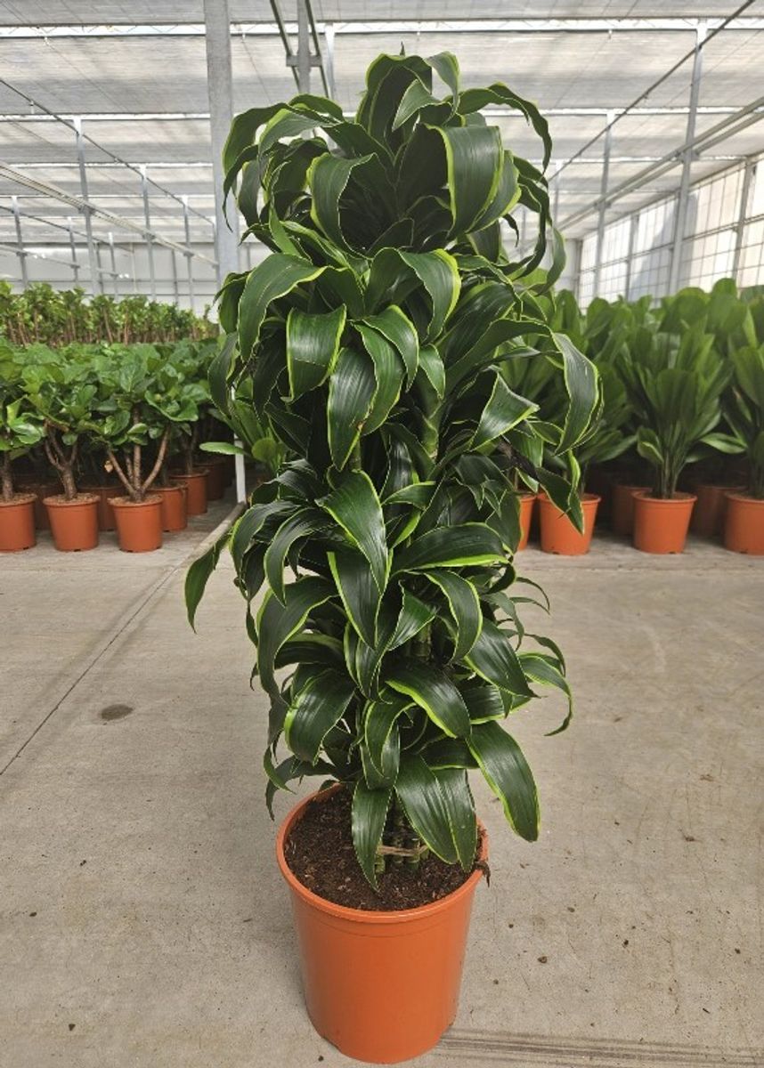 Dracaena fragrans 'Dorado' en Baq Raindrop main image 1
