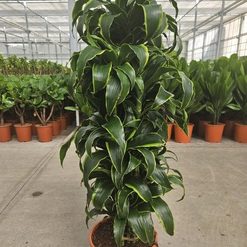 Dracaena fragrans 'Dorado'