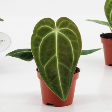 Anthurium regale