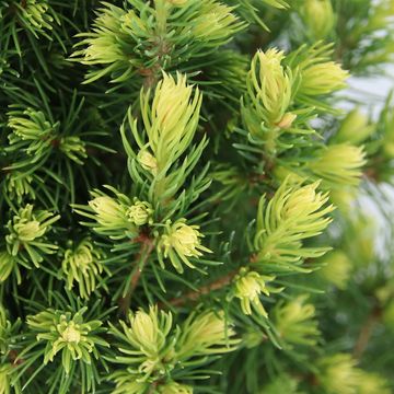 Picea glauca 'Rainbow's End'