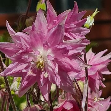 Aquilegia vulgaris 'Rose Barlow'