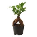 Ficus microcarpa 'Ginseng'