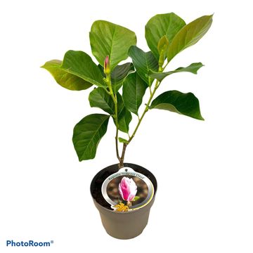 Magnolia denudata FRAGRANT CLOUD