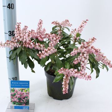 Pieris japonica PINK PASSION