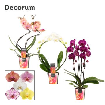 Phalaenopsis MIX