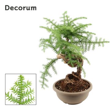 Araucaria bidwillii