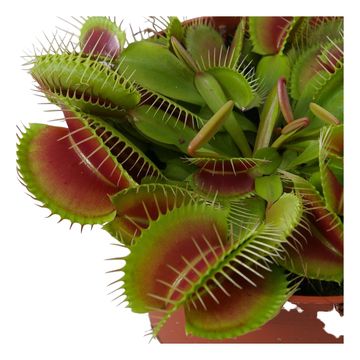 Dionaea muscipula JUMBO