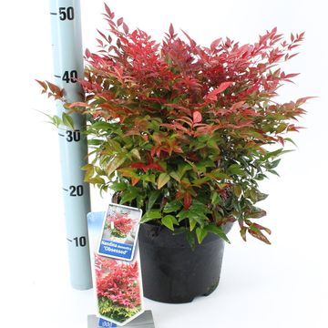 Nandina domestica OBSESSED