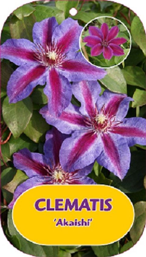 Clematis 'Akaishi'