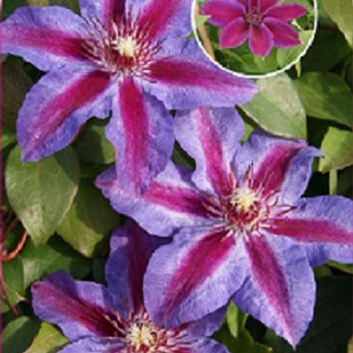 Clematis 'Akaishi'