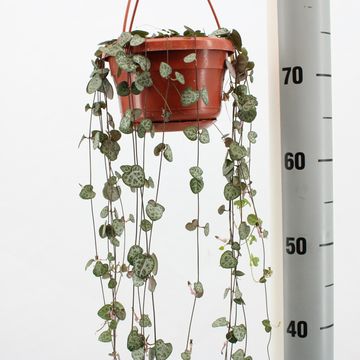 Ceropegia woodii