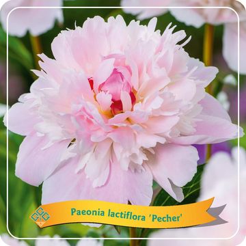 Paeonia 'Pecher'