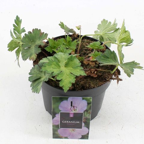 Geranium ROZANNE