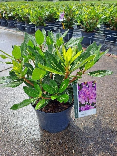 Rhododendron 'Goldflimmer'