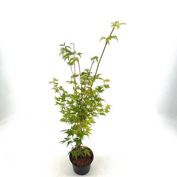 Acer palmatum 'Sangokaku'