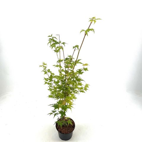 Acer palmatum 'Sangokaku'