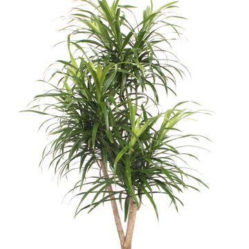 Dracaena reflexa 'Anita'