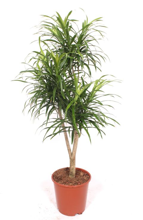 Dracaena reflexa 'Anita'