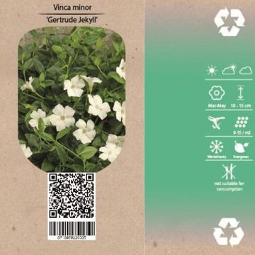 Vinca minor 'Gertrude Jekyll'
