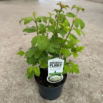 Viburnum opulus 'Roseum'