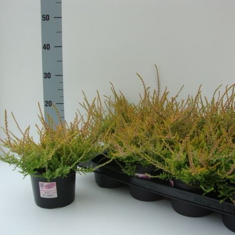 Calluna vulgaris GARDEN GIRLS BONITA