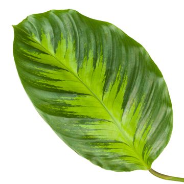 Calathea 'Misto'