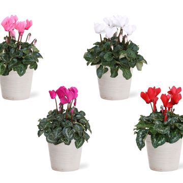 Cyclamen persicum SUPER SERIE S ALLURE MIX