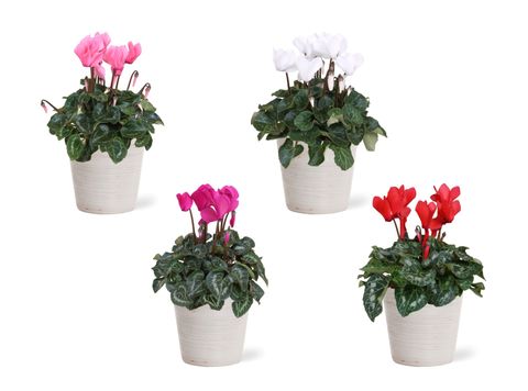 Cyclamen persicum SUPER SERIE S ALLURE MIX