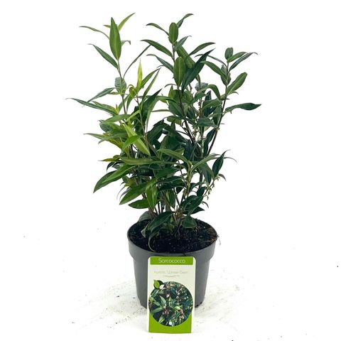 Sarcococca hookeriana WINTER GEM