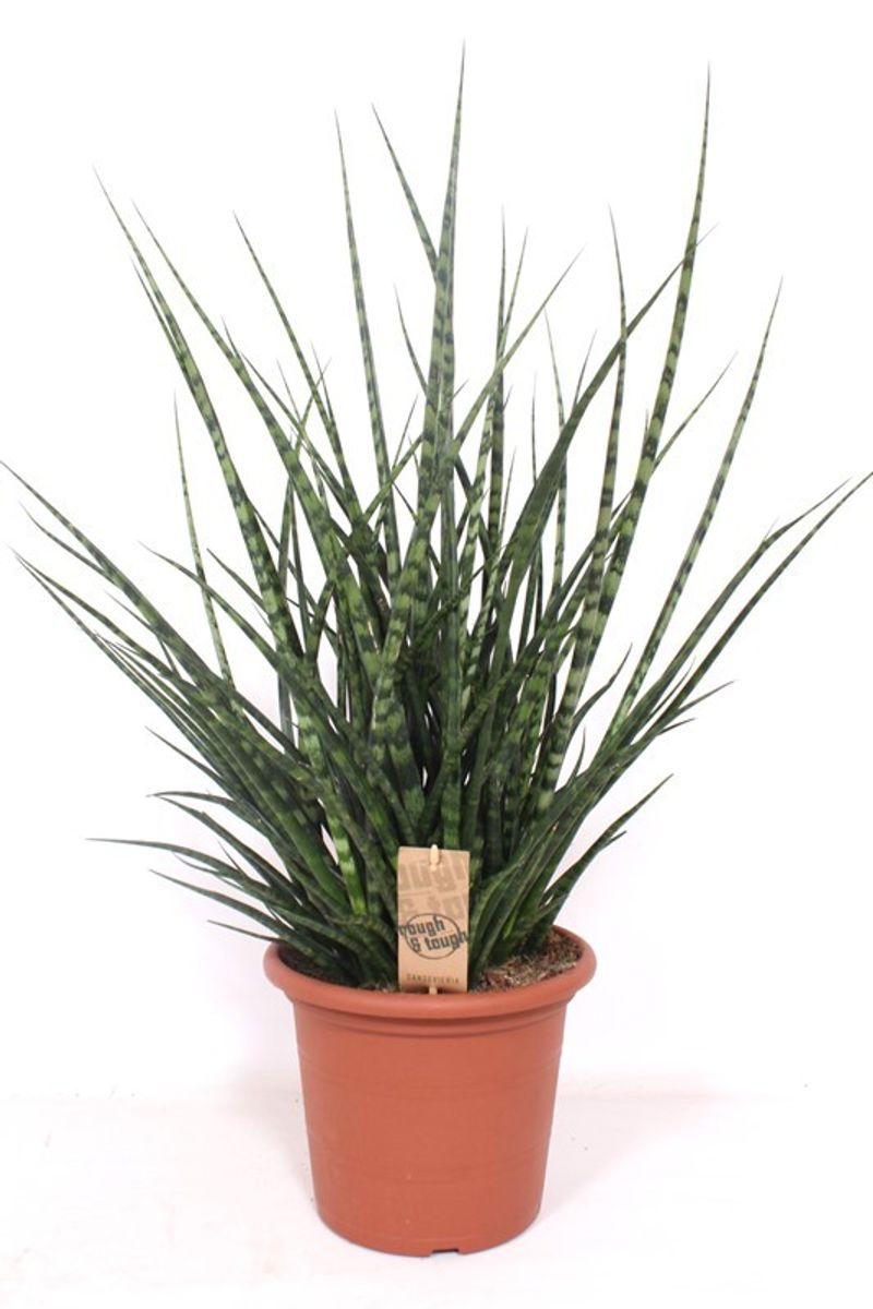 Sansevieria bacularis 'Fernwood Punk'  Plant Wholesale FlorAccess