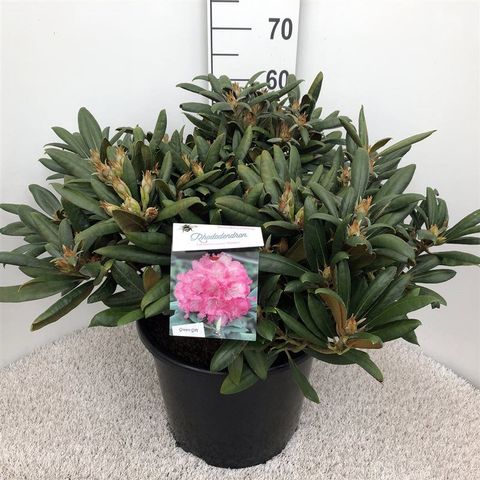 Rhododendron YAKUSHIMAMUM MIX (Y)