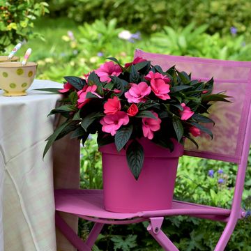 Impatiens NEW GUINEA MIX