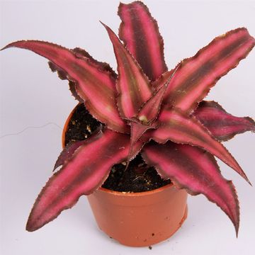 Cryptanthus bivittatus 'Red Star'