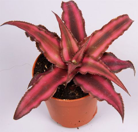 Cryptanthus bivittatus 'Red Star'