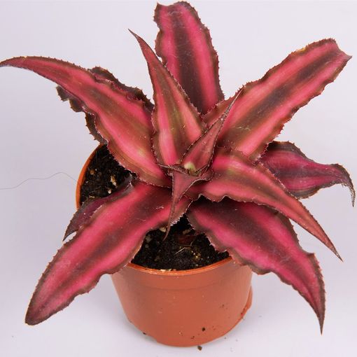 Cryptanthus bivittatus 'Red Star'