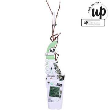 Schizophragma hydrangeoides SNOW SENSATION