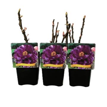 Paeonia suffruticosa 'Wu Long Peng Sheng'