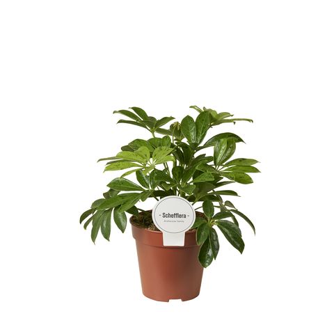 Schefflera arboricola 'Anna'