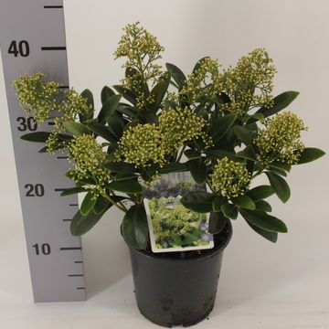Skimmia japonica 'Finchy'