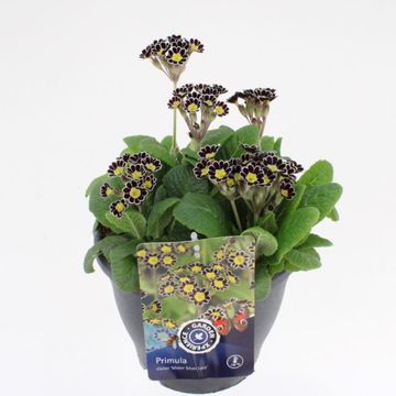 Primula 'Mister Silver Laced'
