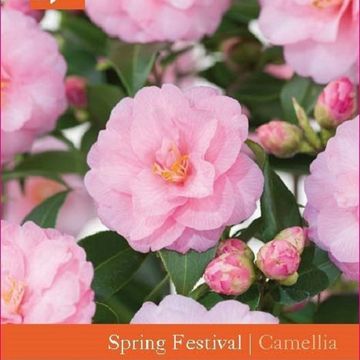 Camellia 'Spring Festival'