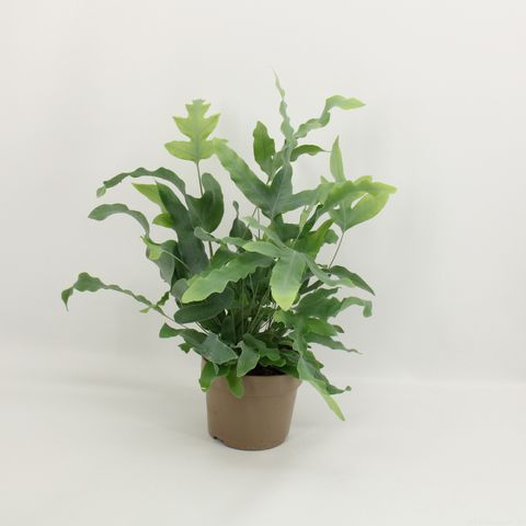 Phlebodium aureum 'Blue Star'