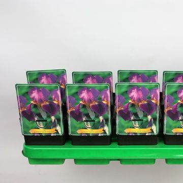 Iris 'Lent A. Williamson'